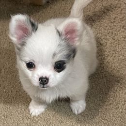 Chihuahua Puppies from Trenda's Chihuahuas