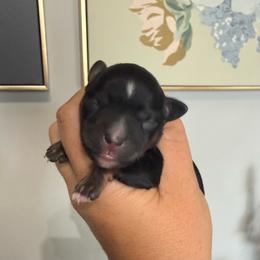 Solid Black red points male (Outlaw) - Black male Miniature Schnauzer puppy in Bluffdale, Utah from Mountain Point Schnauzers