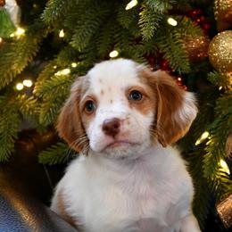 Blaze - Orange and white male Brittany puppy in Hollidaysburg, Pennsylvania from Royal Flush Farms