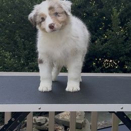 Glory - Red merle female Australian Shepherd puppy in Elkton, Maryland from Perenne Aussies