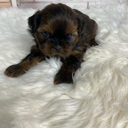 Knox - Sable male Shih Tzu puppy in Chico, California from North State Shih tzus