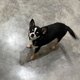 Abby - Chihuahua
