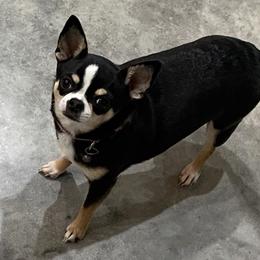 Abby - Chihuahua