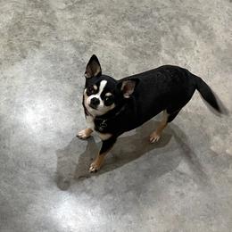 Abby - Chihuahua