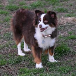Ruelle - Toy Australian Shepherd