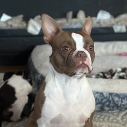 Fancy - Boston Terrier