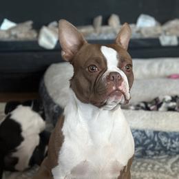 Fancy - Boston Terrier