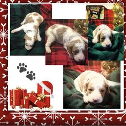 Boy 1 - Parti Poodle puppy in Jasper, Alabama from Standard Poodles and Doodles of Alabama