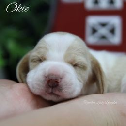 Beagle Puppies from Tymber Lake Beagles