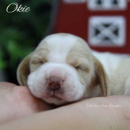 Beagle Puppies from Tymber Lake Beagles