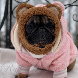 French Bulldogs from Ruffhausen Frenchies