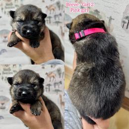 Breve - Girl 2 - Sable female German Shepherd puppy in Oakley, California from Von Guadachi German Shepherds & Audacity Border Collies