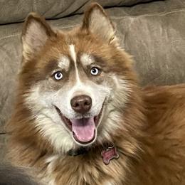 Penny - Siberian Husky