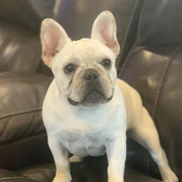 Elsa - French Bulldog