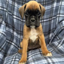 Navie - Fawn female Boxer puppy in Cicero, New York from MK Boxer Haven of CNY