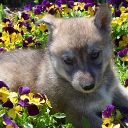 Siberian Husky Puppies from Temno Siberians