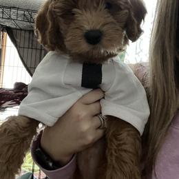 Ms. Honey - Red  female Goldendoodle puppy in Ludington, Michigan from Yorks and doodles