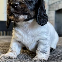 Dachshund Puppies from JV’s Dachshunds & Creams