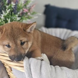 Shiba Inu Puppies from Shiba Shenanigans