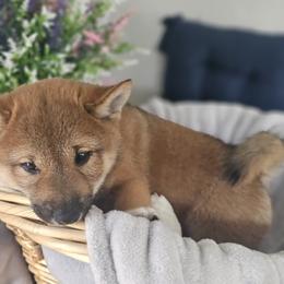Shiba Inu Puppies from Shiba Shenanigans
