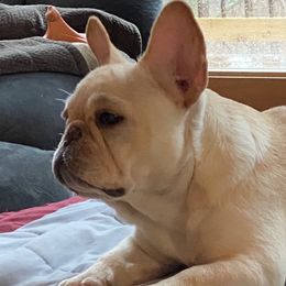 French Bulldogs from DavisK French Bulldogs
