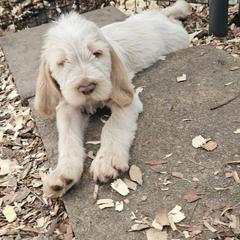 Lionel - White and orange male Spinone Italiano puppy in Alachua, Florida from Asperida Spinoni and Dachshunds