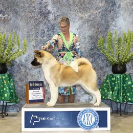 Akita Puppies from Sundara Akitas