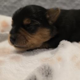 Cupcake - Black and gold female Yorkshire Terrier puppy in Brooksville/Weeki Wachee, Florida from Royal Riff Yorkies