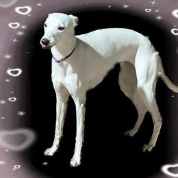 Sancy - Whippet