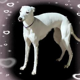Sancy - Whippet