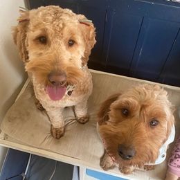 Cavapoos and Goldendoodles from The Fairy Paw Mother