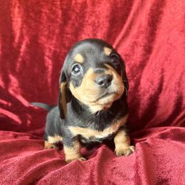 Boy 2 - Black and cream male Dachshund puppy in Ackerly, Texas from Silver Dach Farms