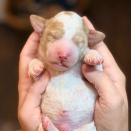 Graham - Parti male Goldendoodle puppy in Macclenny, Florida from Baker County Goldendoodles