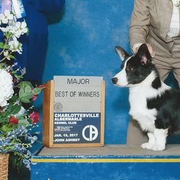 Cardigan Welsh Corgis from Debonaire Corgis