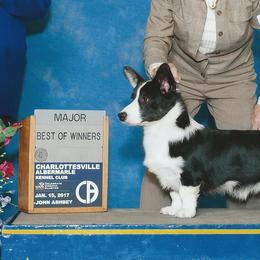 Cardigan Welsh Corgis from Debonaire Corgis