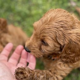 Goldendoodle Puppies from Coal Country Doodles