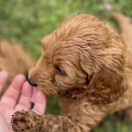 Goldendoodle Puppies from Coal Country Doodles