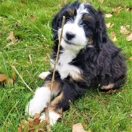 Bernedoodle Puppies from Flat Creek Bernedoodles
