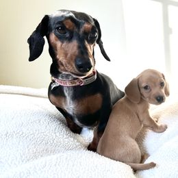 Dachshund Puppies from Duchess Daphne's Doxie Empire