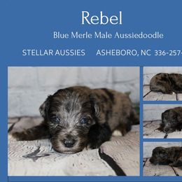 Rebel - Blue merle male Aussiedoodle puppy in Asheboro, North Carolina from Stellar Aussies