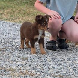 Deluxe - Red tri-color male Miniature American Shepherd puppy in Leonard, Texas from Tin Roof Aussies