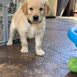 Goldendoodle Puppies from Doodle Devotion