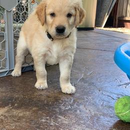 Goldendoodle Puppies from Doodle Devotion