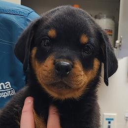 Rottweilers from Guardian Angel Rottweiler