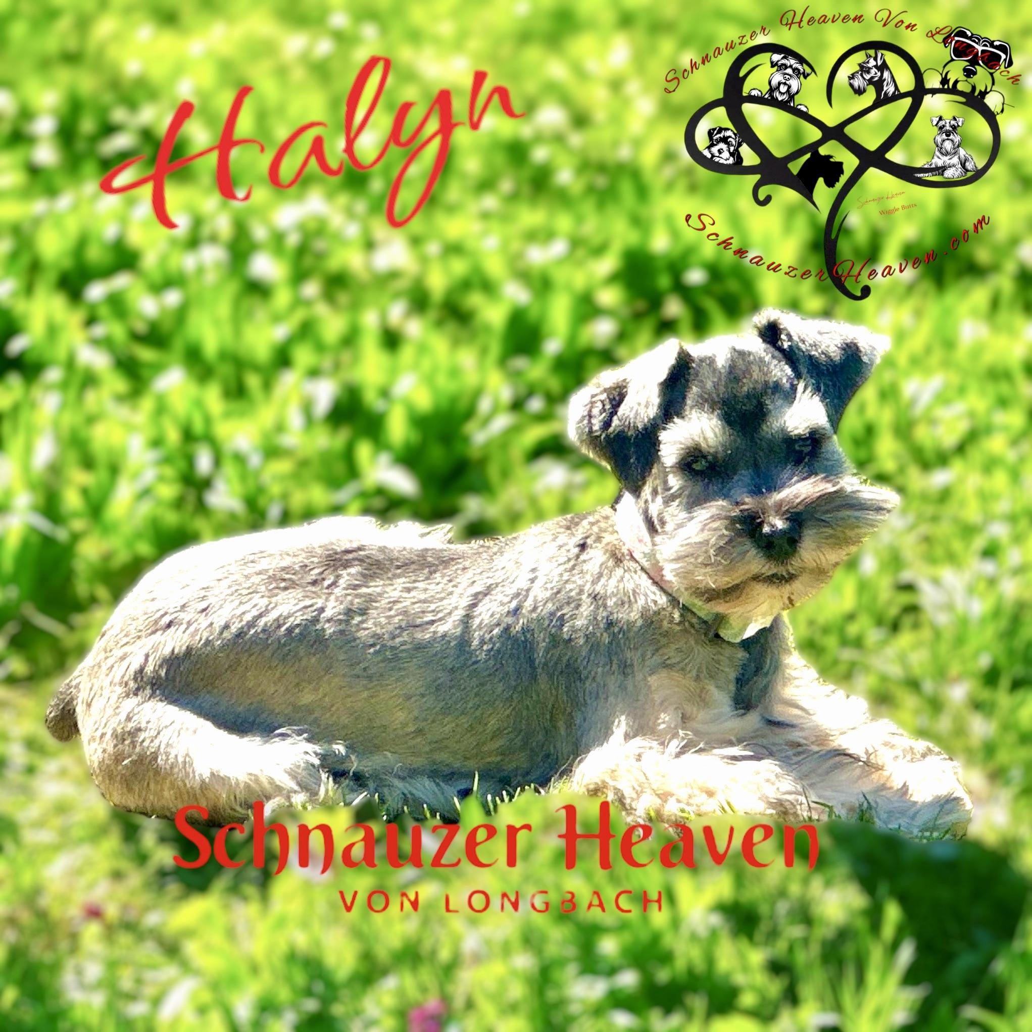 Halyn