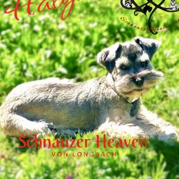 Halyn - Miniature Schnauzer
