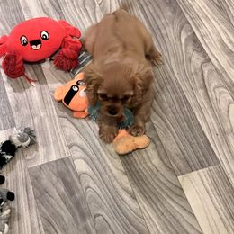 Cavalier King Charles Spaniel Puppies from Eastwick Paws Cavaliers