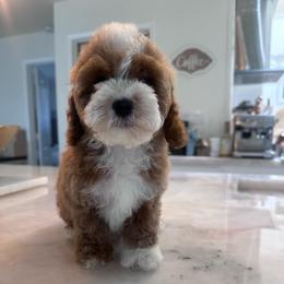 Lili - Tri-color female Cavapoo puppy in Sacramento County, California from Sac-Town Poodles and Doodles