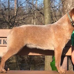 Rogue - Australian Cattle Dog
