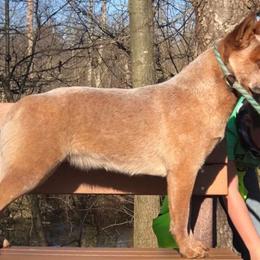 Rogue - Australian Cattle Dog
